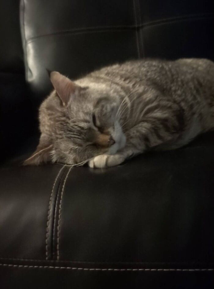 Sleeping tabby cat resting peacefully on a black leather couch in a cozy and blessed moment to make you smile.