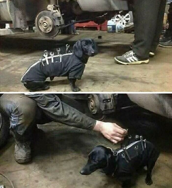 Small black dog dressed in a mechanic outfit with tools on its back in a garage workshop setting.