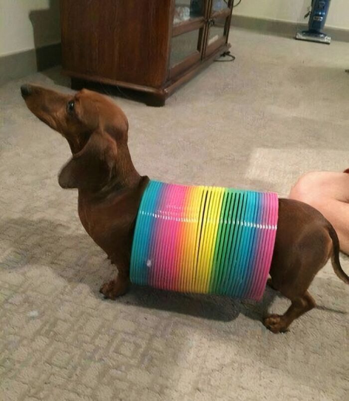 Dachshund wearing a colorful rainbow slinky toy wrapped around its body in a playful and blessed image to smile at.