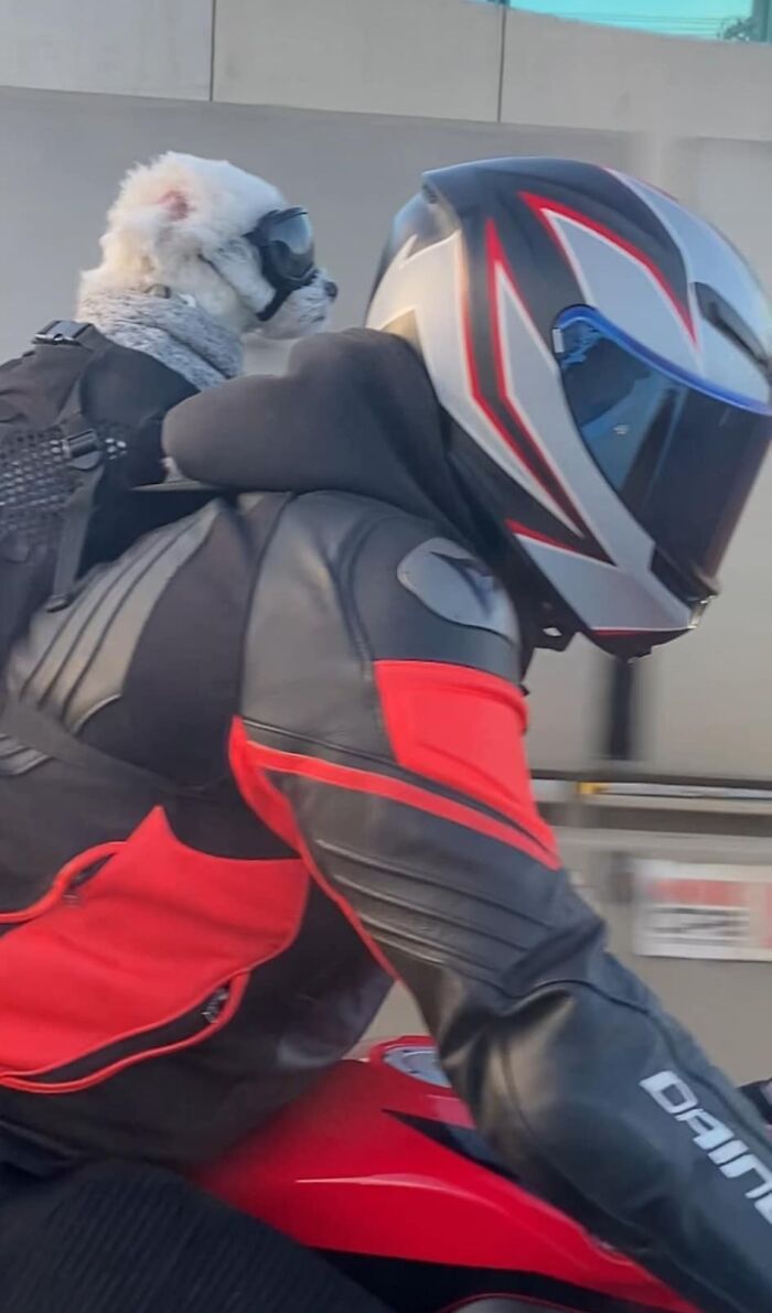 Person in black and red motorcycle gear riding with a small dog wearing goggles on their back, blessed images capture joy.