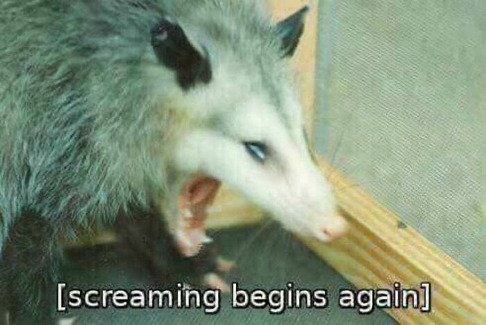 Possum with mouth open showing emotion in a blessed image meant to make you smile from a cute Facebook group.