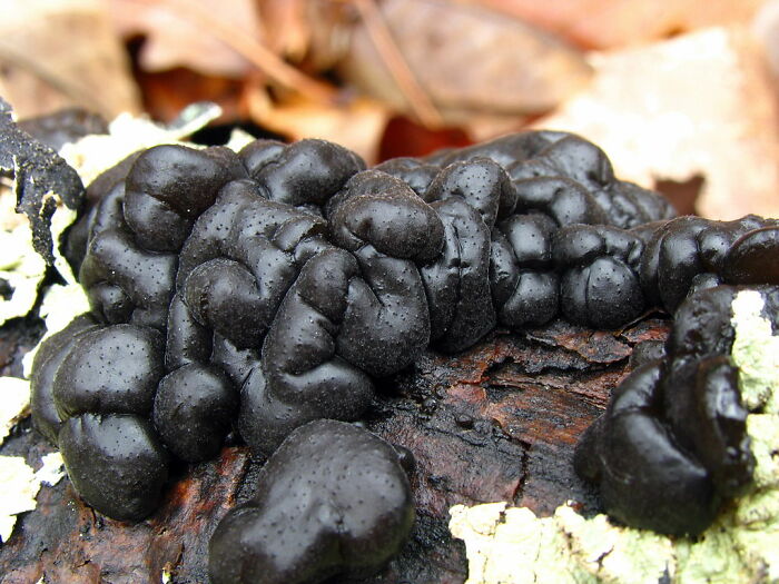 Close-up of a cluster of weird and wonderful black fungi growing on decaying wood in a natural forest setting.