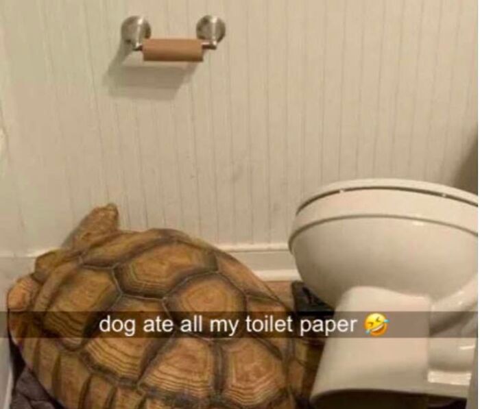 Funny blessed image of a tortoise next to an empty toilet paper holder in a bathroom setting.