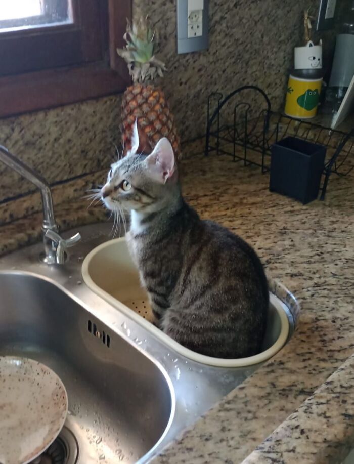 Tabby cat sitting in a kitchen sink basin next to a pineapple on a granite countertop, a cute blessed image to smile at.