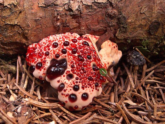 Unusual fungi with red, glistening droplets growing on forest floor among pine needles and decaying wood.
