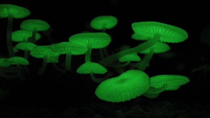 Glowing green fungi illuminating a dark background, showcasing one of the weirdest and most wonderful fungi on Earth.