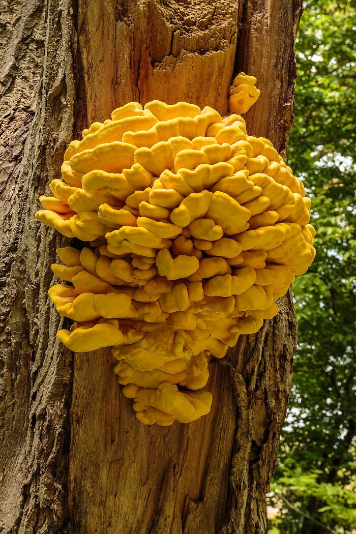 Bright yellow fungi growing on tree bark, showcasing one of the weirdest and most wonderful fungi on Earth.