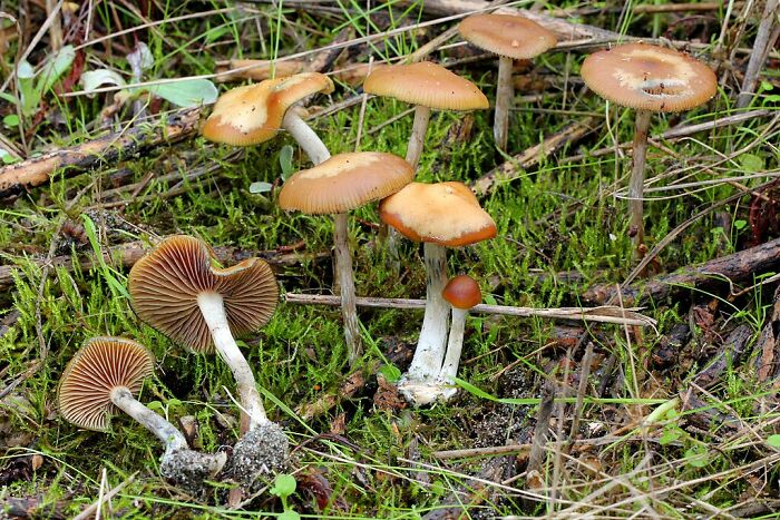 Cluster of wild fungi with orange caps growing among grass and moss in a natural forest setting showing weird and wonderful fungi