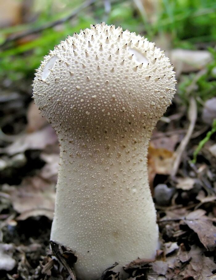 Close-up of a weird and wonderful fungi with a spiky, textured surface growing among leaf litter on forest ground.