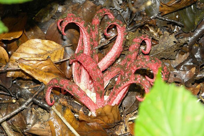 Curious red fungi with curled tentacle-like structures growing among fallen brown leaves in a forest floor setting.