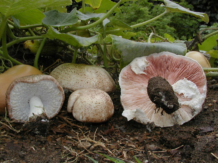 Cluster of unusual fungi with spotted caps and pink gills growing on soil beneath green leaves in natural outdoor setting.