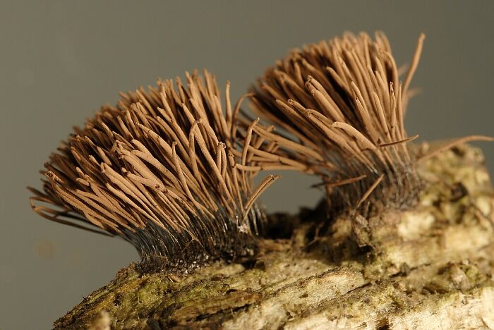 Close-up of unusual fungi growing on a piece of wood, showcasing weird and wonderful fungi features in nature.
