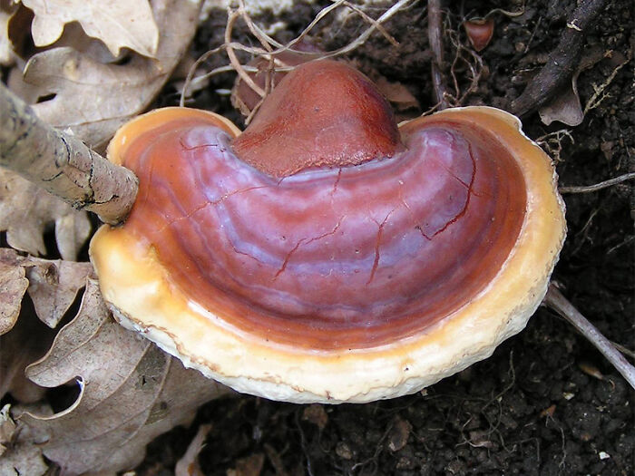 Close-up of a colorful, weird and wonderful fungi growing on forest floor surrounded by leaves and soil.