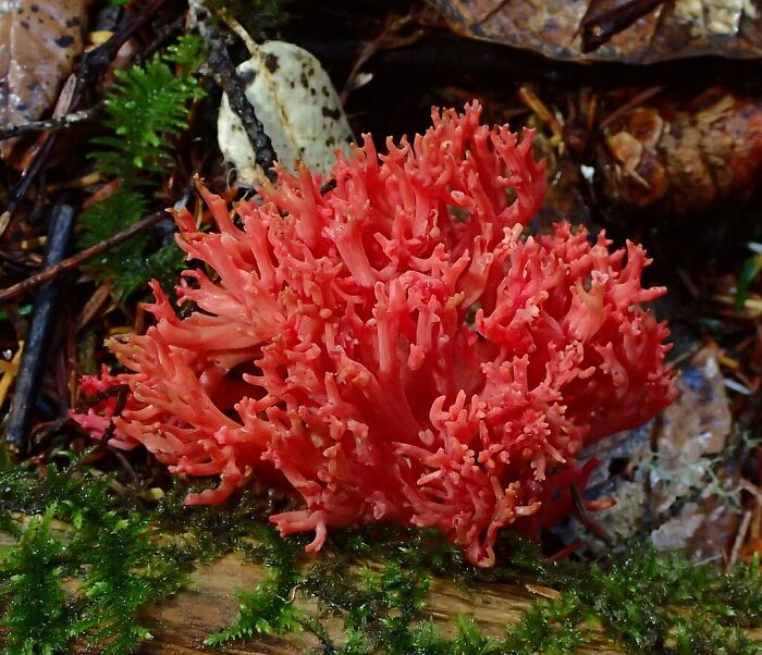 Bright red coral-like fungi growing on forest floor among moss and leaves, showcasing weirdest and most wonderful fungi.