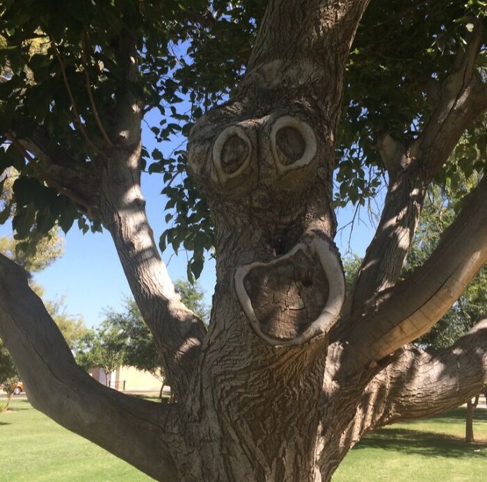 Tree trunk with funny natural face shape, showcasing nature humor that made people snap a pic outdoors on a sunny day.