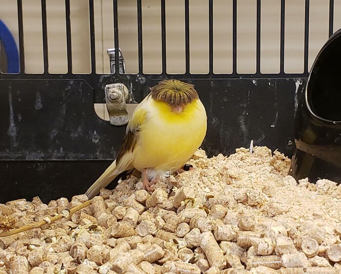 Funny nature moment showing a yellow bird with an unusual feather pattern resembling a bowl haircut inside a cage.