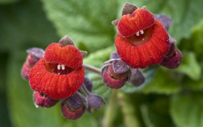 Close-up of red flowers with funny shapes resembling open mouths, showcasing nature's humorous moments captured in a snap.