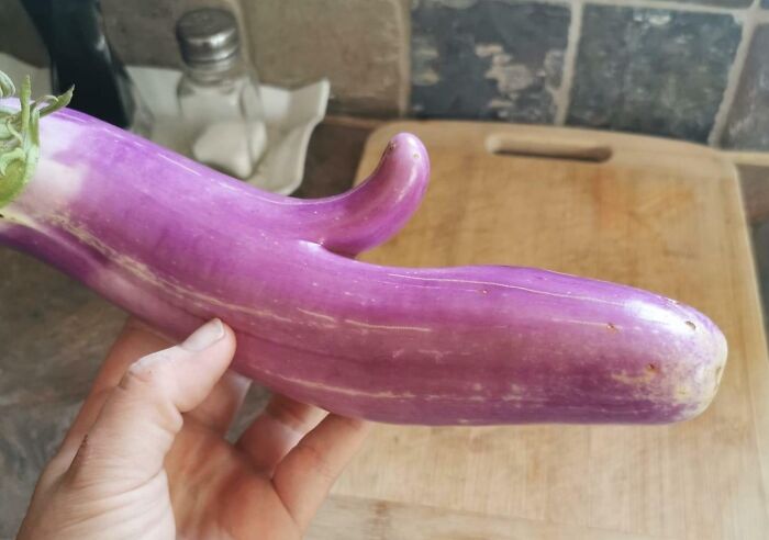 Unusually shaped purple vegetable resembling an animal limb showcasing funny nature moments captured in a photo.