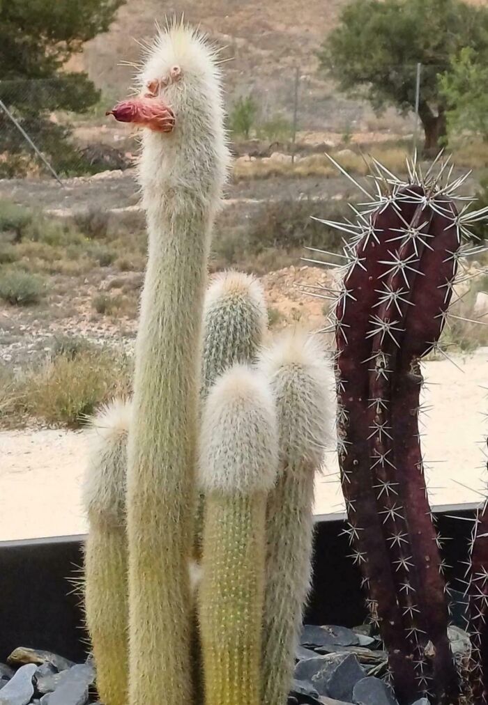 Funny nature moment showing a cactus resembling a bird with a long neck and a beak in a desert setting.