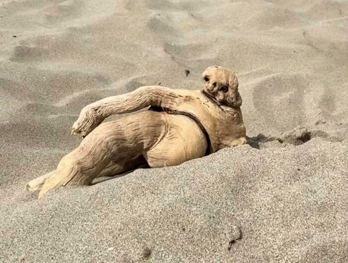 Funny nature moment captured as driftwood resembles a reclining figure on sandy beach in a hilarious natural scene.