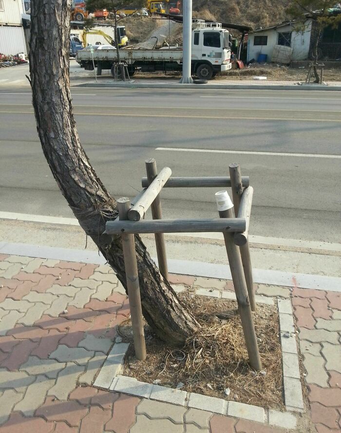 Leaning tree supported by a wooden frame on a sidewalk, a funny nature moment captured outdoors.