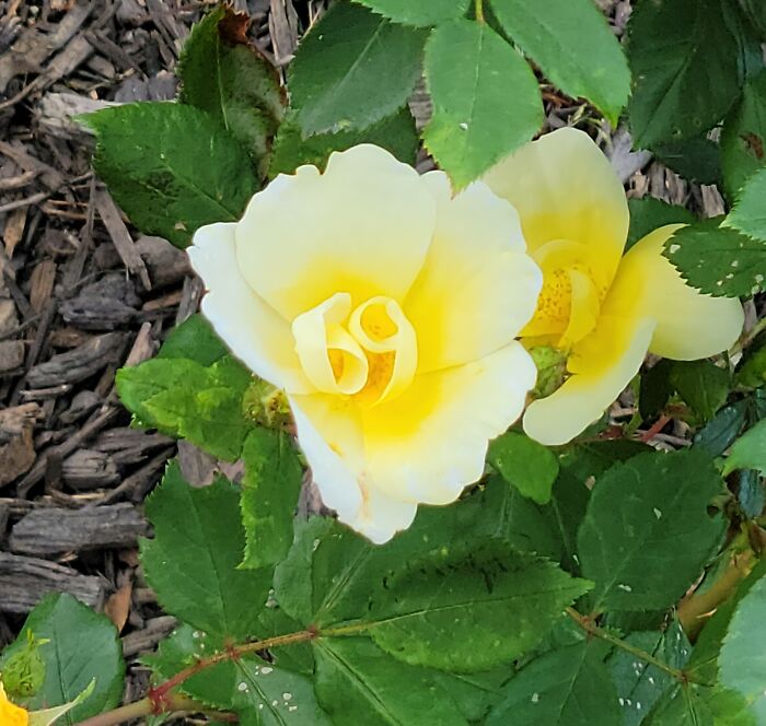 Yellow and white flower in green foliage, capturing a funny moment in nature that made people snap a pic.