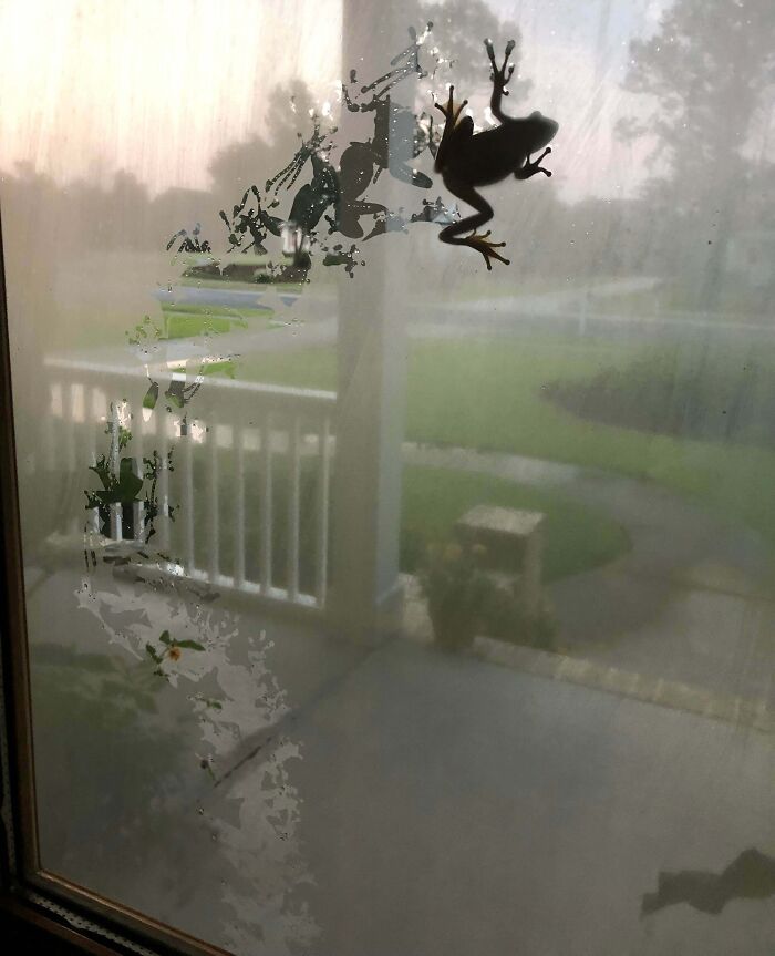 Frog climbing on foggy window glass with funny nature pattern left behind, captured in a close-up shot.
