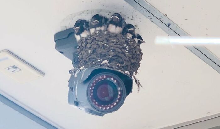 Swallows nesting on a security camera inside a building, showcasing a funny moment in nature captured by a photo.