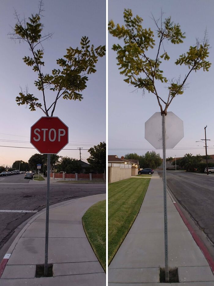 Stop sign with a small tree growing through the pole, showcasing a funny and unexpected nature moment captured by people.
