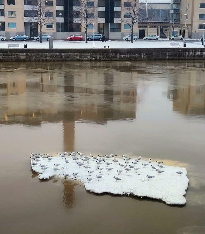 A group of birds resting on a floating piece of ice in a river near urban buildings, showing funny nature moments.