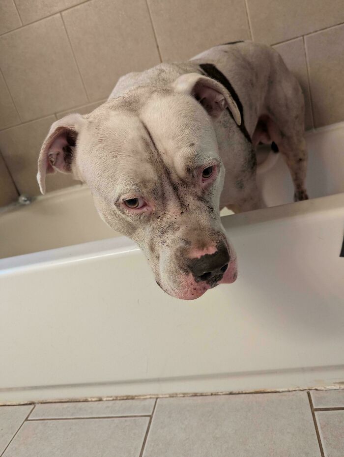 White dog standing in a bathtub looking sad after being forgotten, a funny unfortunate situation captured indoors.