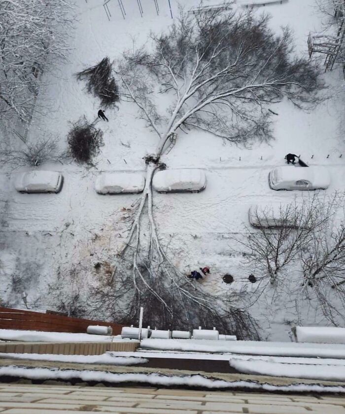 Aerial view of people experiencing unbelievable luck as a fallen tree misses all parked cars covered in snow.