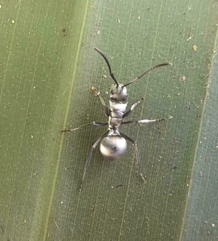 Close-up of a metallic-looking ant on a green leaf, showcasing a mildly interesting natural appearance to share.