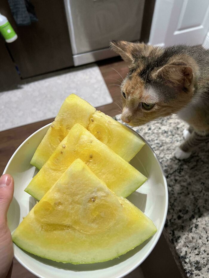 Cat sniffing a bowl with three slices of yellow watermelon, showing mildly interesting fruit variation close-up.