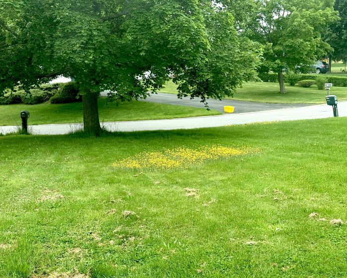 Patch of yellow flowers in a green lawn under a large tree, a mildly interesting sight shared by people outdoors.