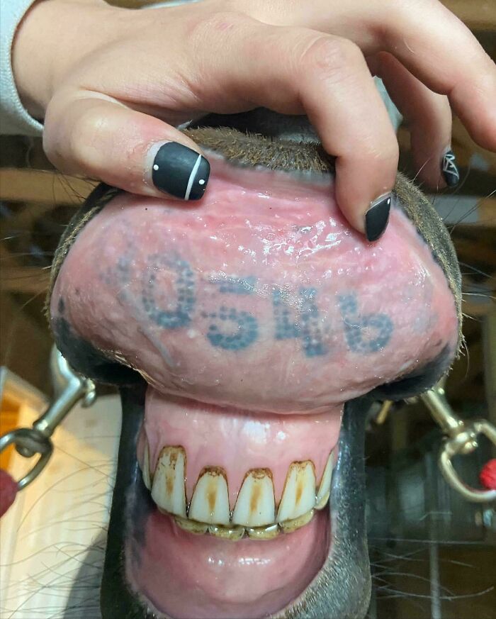 Close-up of horse’s mouth with tattoo on inside of upper lip and person lifting the lip, a mildly interesting moment shared.