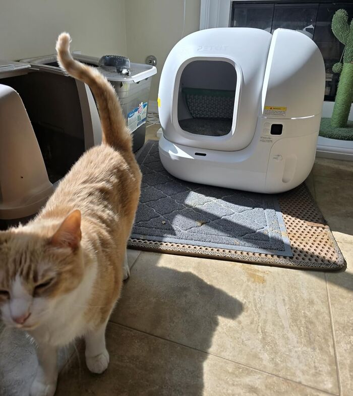 Orange and white cat beside a modern white automated litter box, one of the Prime Day treasures for pet owners.