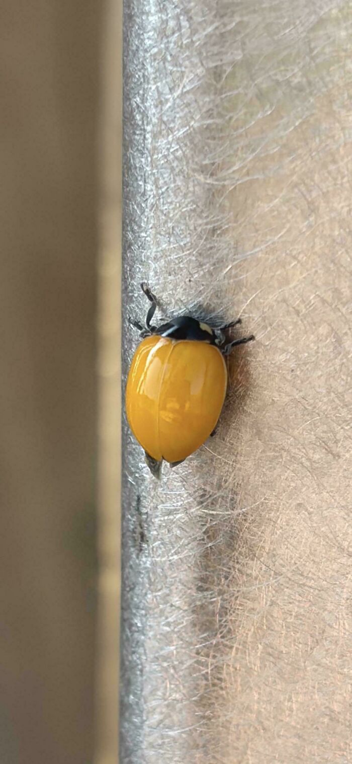Close-up of a shiny yellow ladybug on a textured surface, showcasing a mildly interesting insect spotted outdoors.