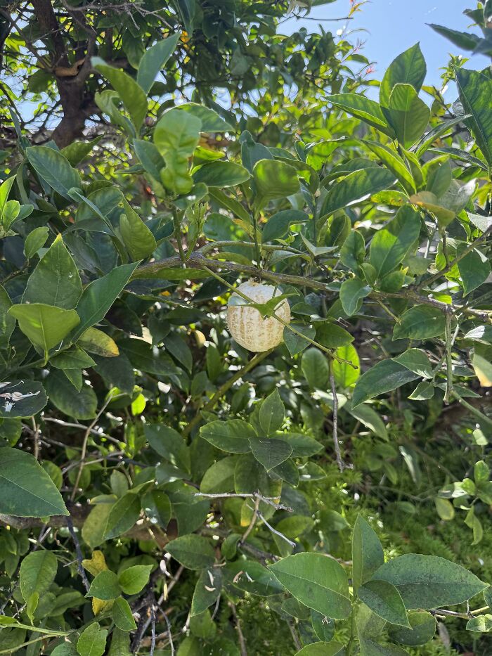 A citrus tree branch with an unusual discolored fruit, seen as a mildly interesting natural curiosity outdoors.