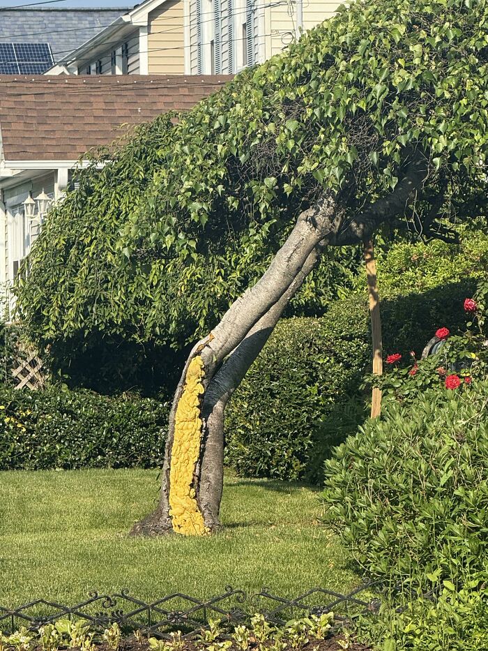Tree with yellow fungus growing inside a split trunk in a garden, showcasing a mildly interesting natural occurrence.