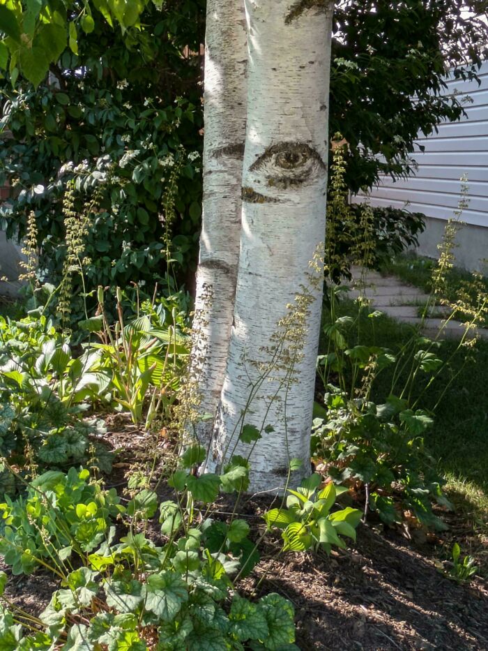 Birch tree bark with natural markings resembling a realistic eye, in a garden with green plants and sunlight.