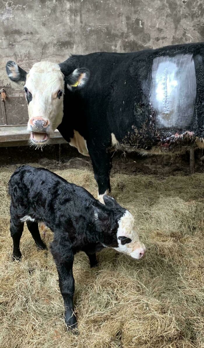 Cow with stitched patch on side and a calf standing on hay in a barn, capturing a mildly interesting moment.
