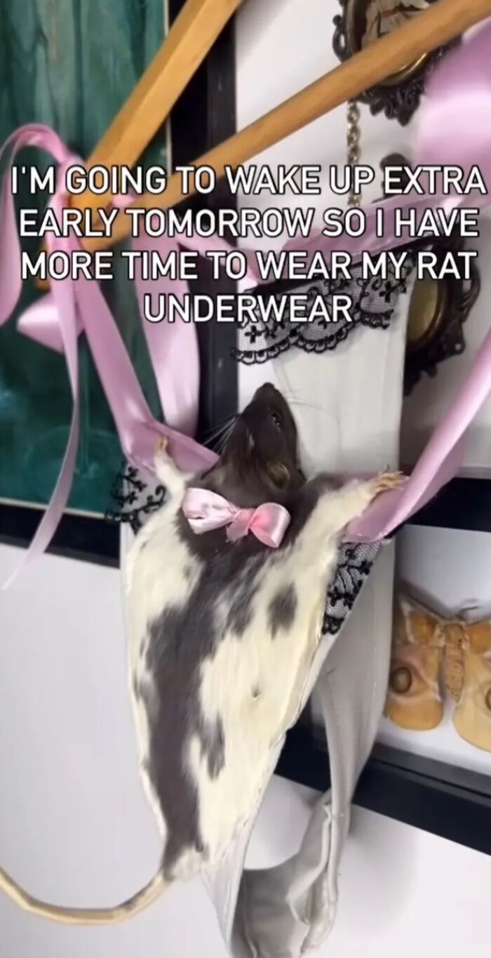 Rat wearing homemade lingerie with pink ribbons, an example of horrible crafts that netizens couldn't help but shame.
