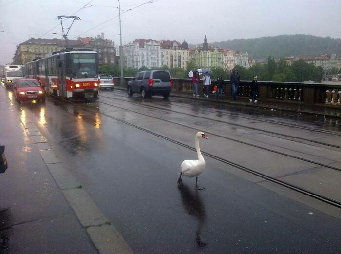 A swan walking confidently on a wet city street, unbothered by trams, cars, and pedestrians nearby.
