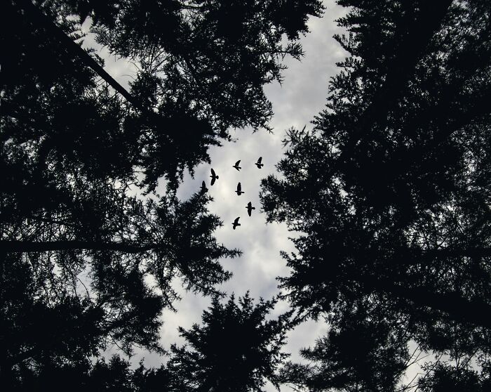 Birds flying over dark tree silhouettes under a cloudy sky, evoking interesting mysteries that still baffle people.