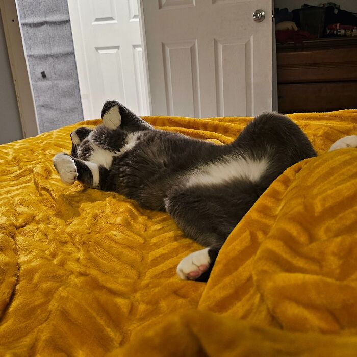 Gray and white cat lying on its back on a yellow blanket, relaxing in a cozy bedroom environment.