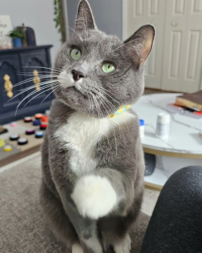 Gray and white cat with green eyes, wearing a collar, sitting indoors with medication bottles on a table in the background.
