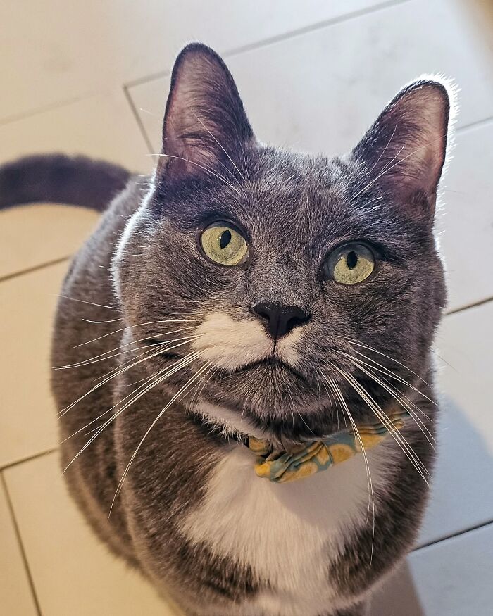 Gray and white cat with yellow eyes looking up, wearing a collar, related to cat hated taking pills story.