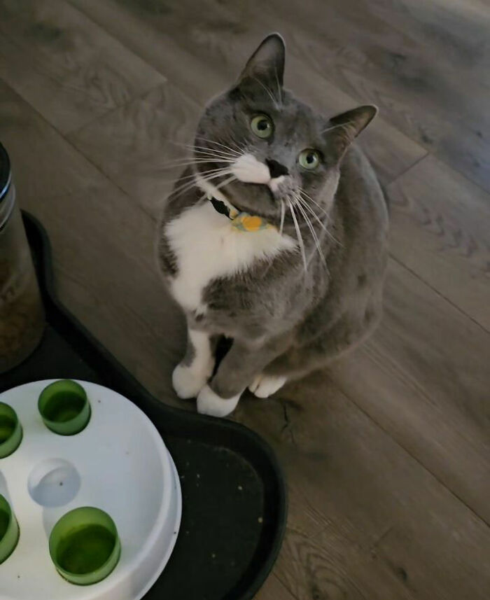 Gray and white cat looking up next to an interactive feeding bowl, illustrating a cat hated taking pills solution.