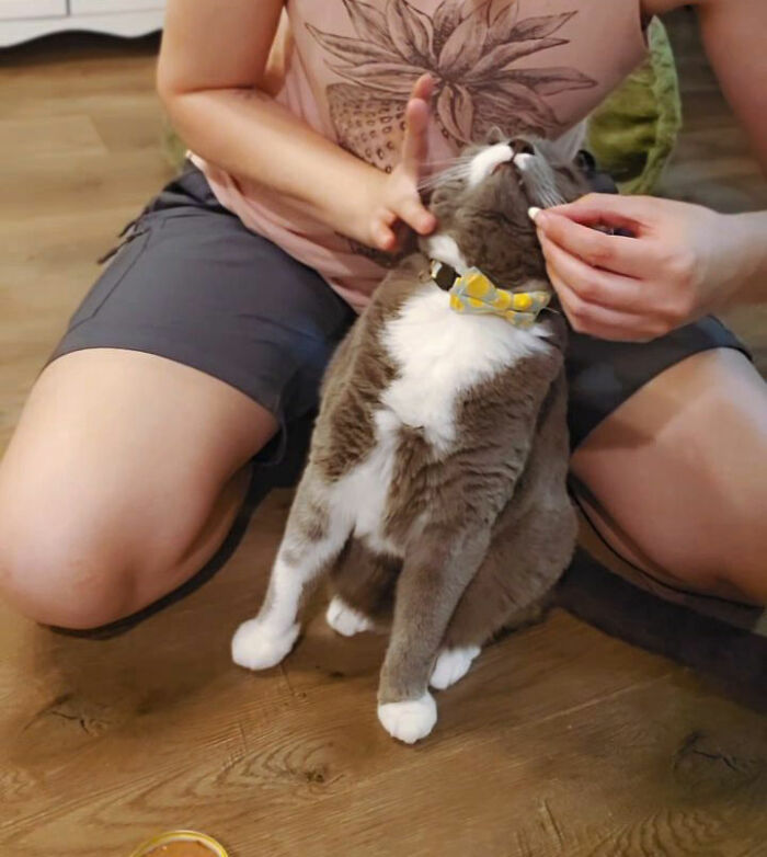 Cat wearing a bow tie being gently given a pill by a human using a calm and clever technique at home.